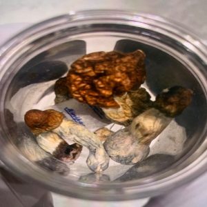 Enigma Mushrooms Spores Strain